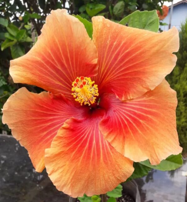 Hibisco Havaiano