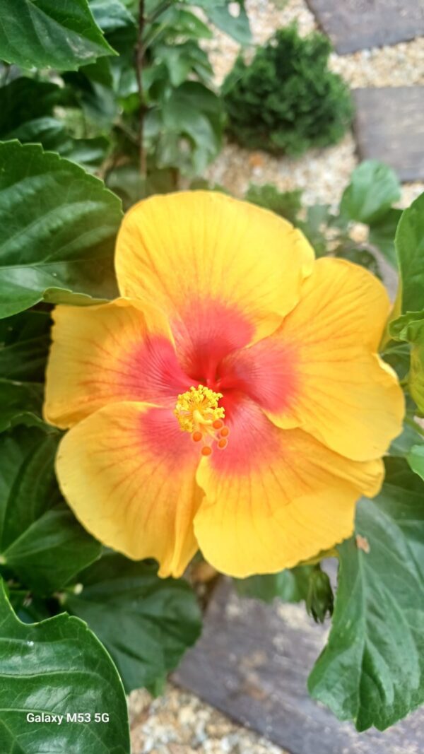 Hibisco Havaiano