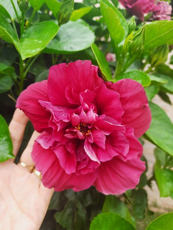 Hibisco Havaiano Dobrado