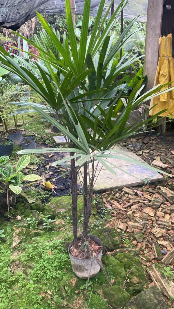 Palmeira Ráfia 3pontas
