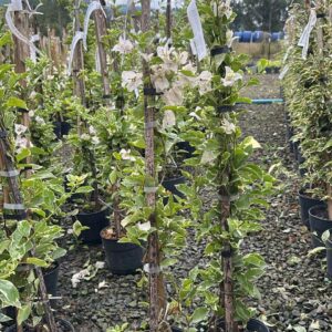 BOUGAVILE VARIEGATA BRANCA