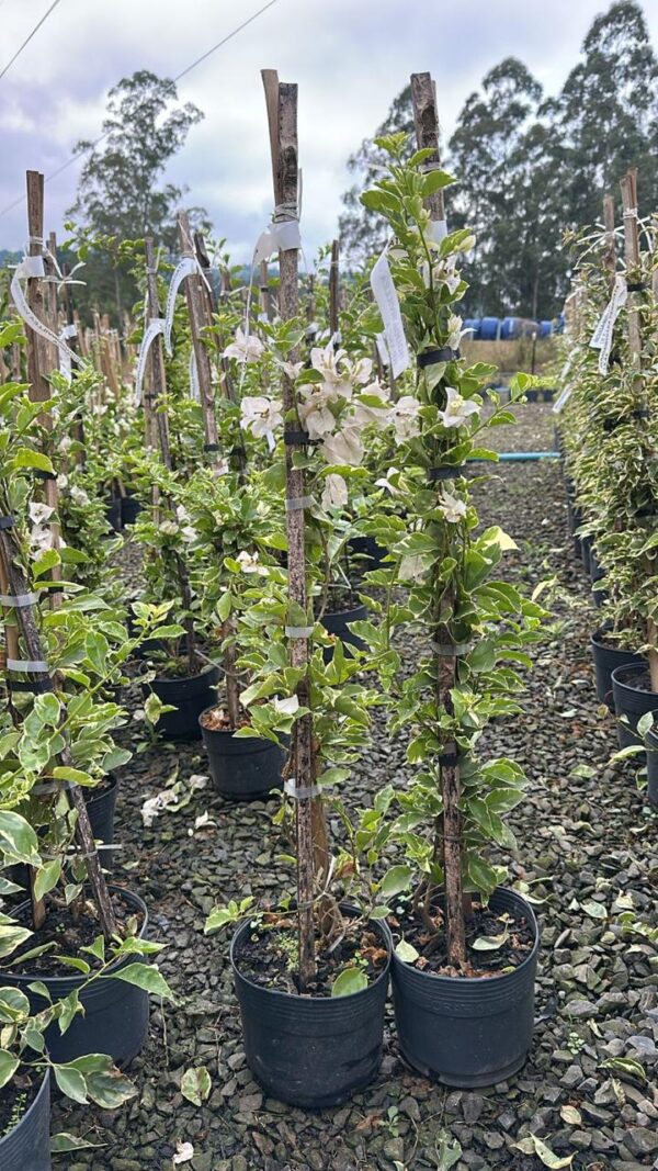 BOUGAVILE VARIEGATA BRANCA