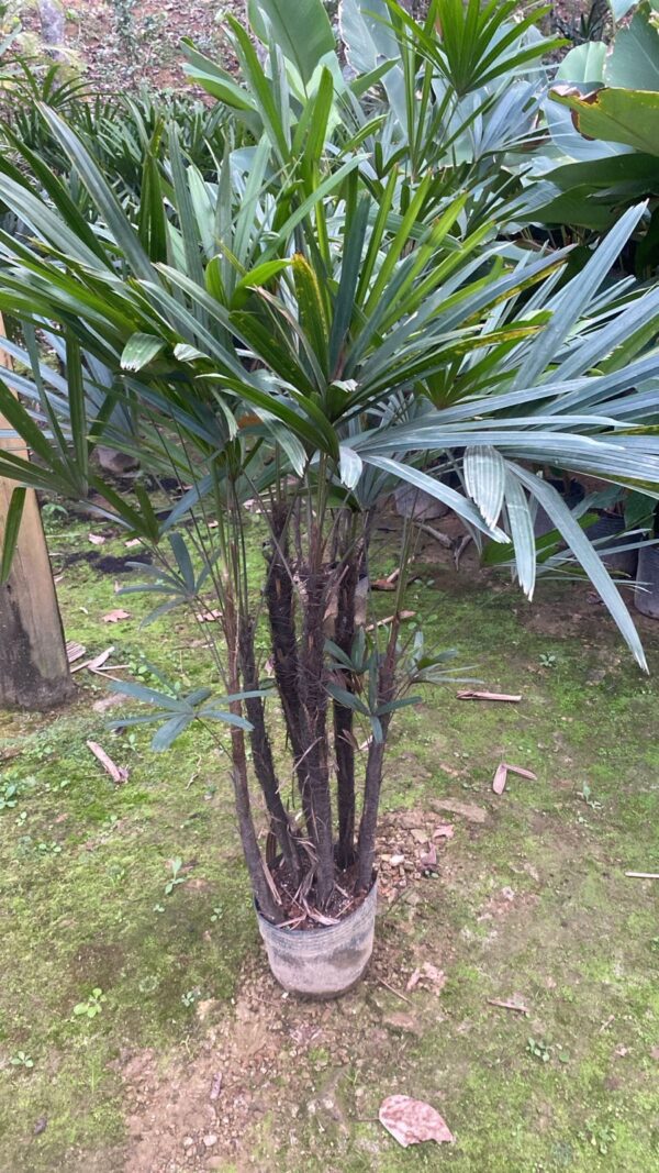 Palmeira Ráfia 6 pontas