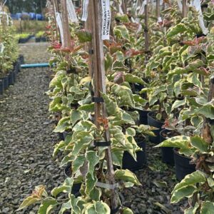 BOUGAVILE VARIEGATA VERMELHA