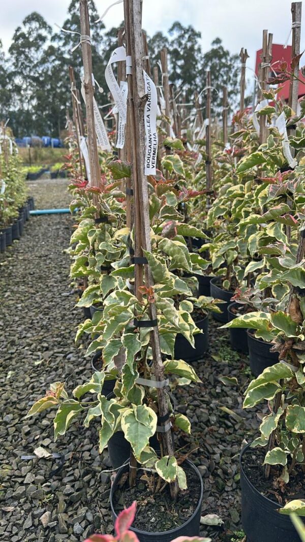 BOUGAVILE VARIEGATA VERMELHA