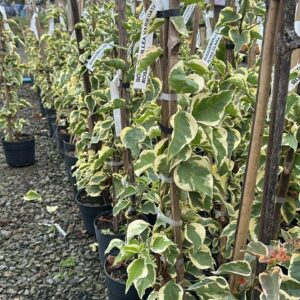 BOUGAVILE VARIEGATA ROSA CLARA