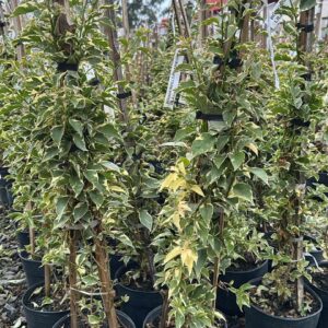 BOUGAVILE VARIEGATA LILÁS
