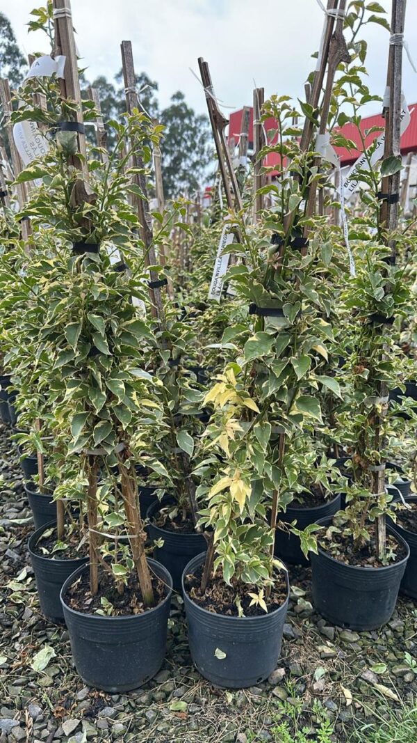 BOUGAVILE VARIEGATA BRANCA - Imagem 3