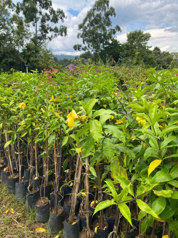 Alamanda amarela