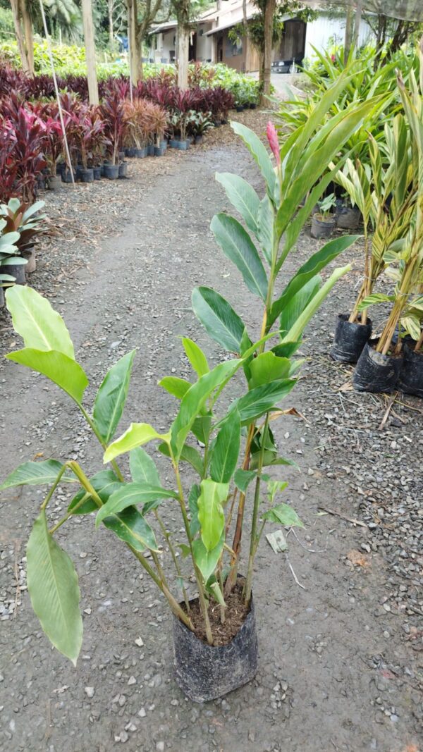 Alpinia Purpurata