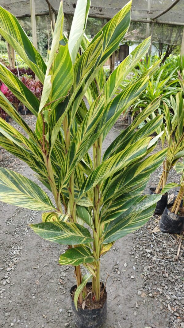 Alpinia Zerumbete