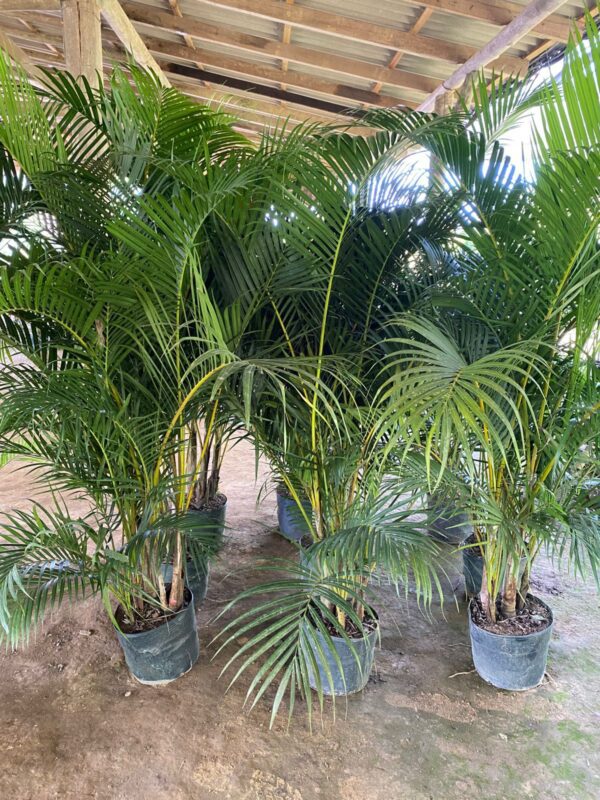 Palmeira Família  Areca Bambu 1,40 MT