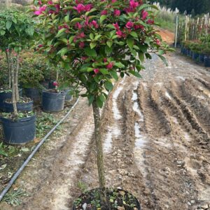 Bougainvillea canela vaso 25L