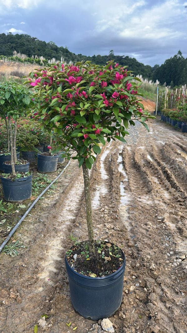 Bougainvillea canela vaso 25L