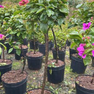 Bougainvillea canela vaso 11L