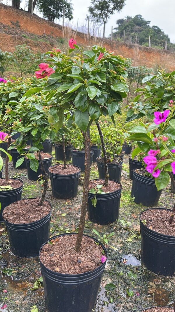 Bougainvillea canela vaso 11L