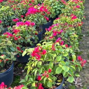Bougainvillea vaso 11L
