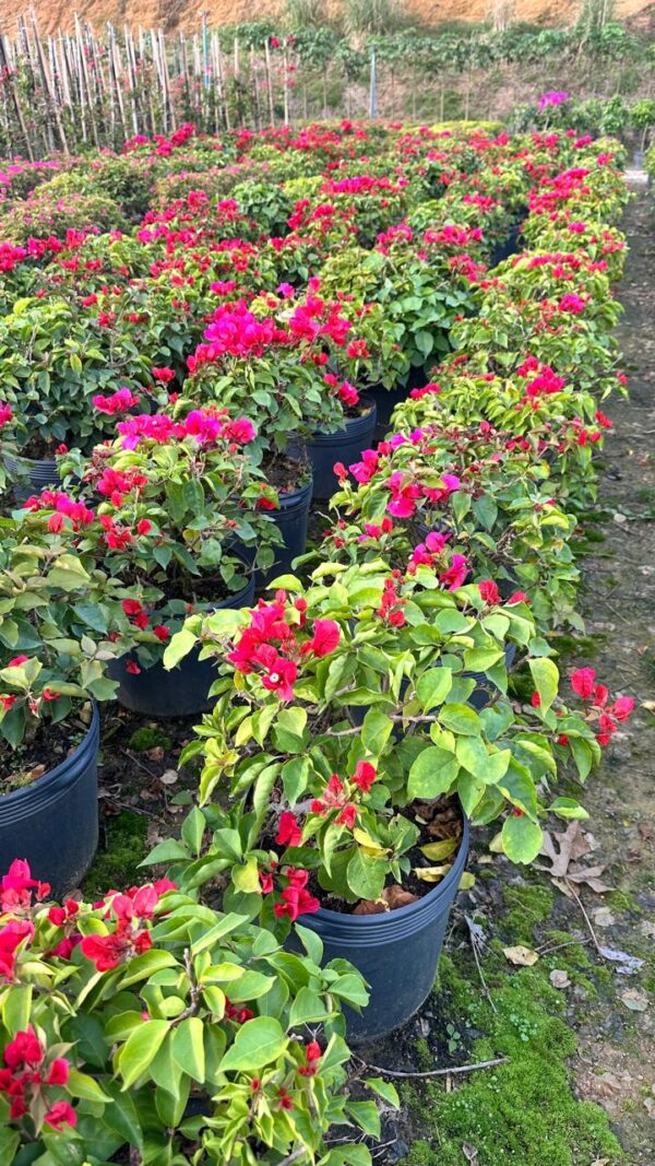 Bougainvillea vaso 11L