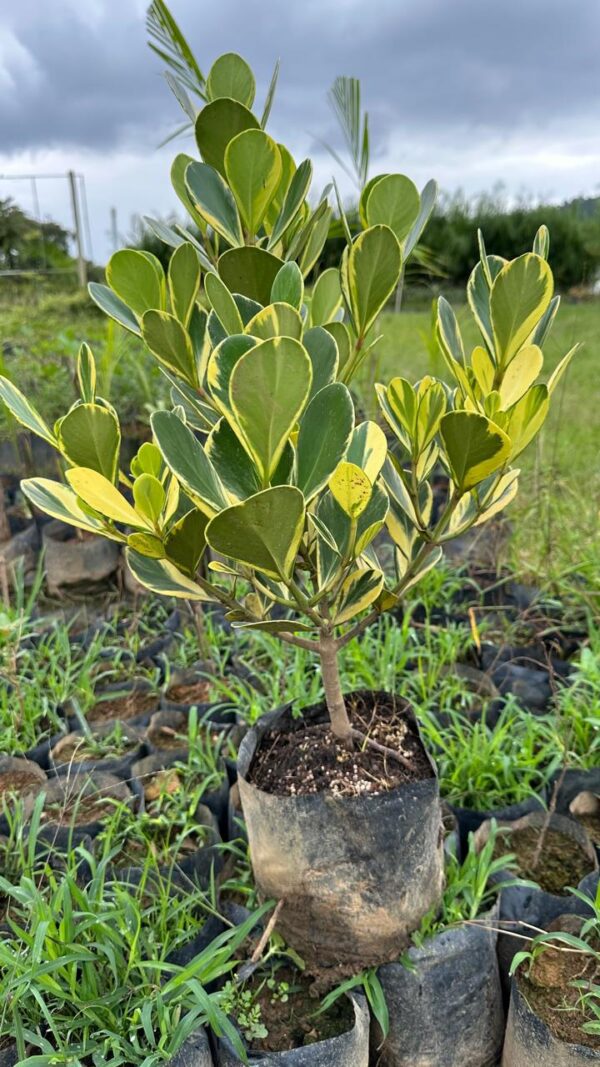 Clúzia variegata