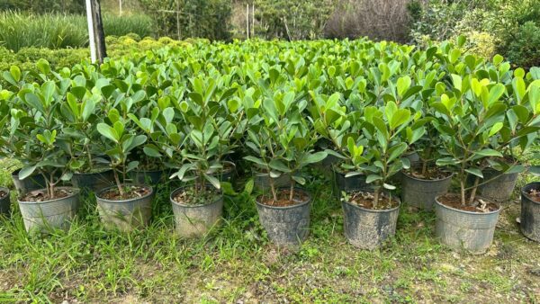 Clúzia Verde Vaso lote
