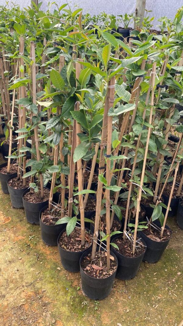 Dipladenia folha de goiaba