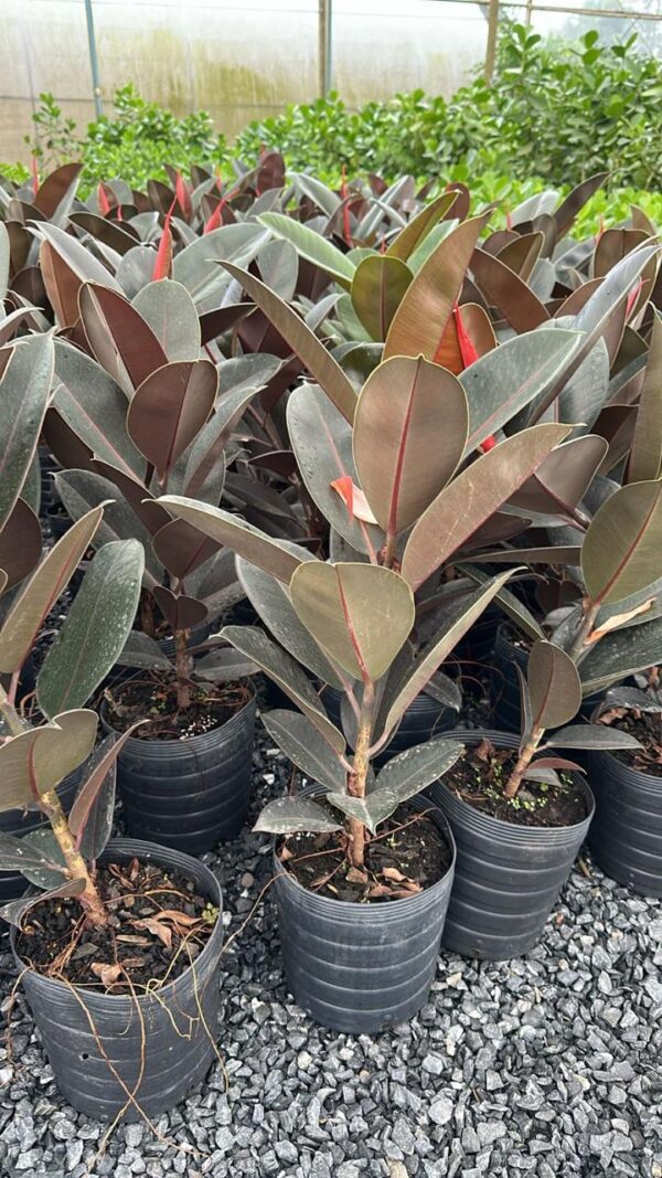 FICUS LYRATA RUBRO