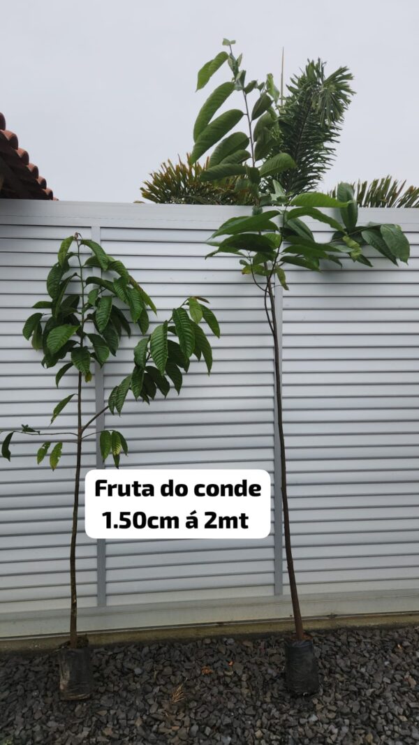 15,0 A 2,0