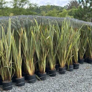 Formio variegata