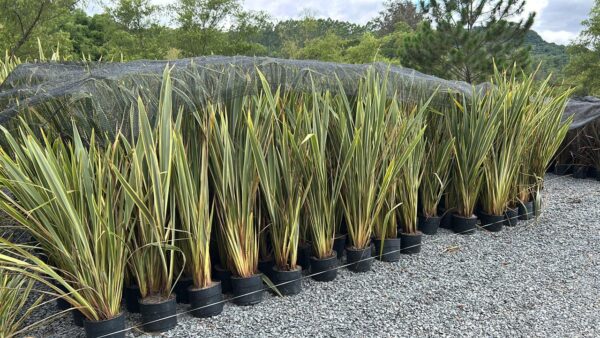 Formio variegata
