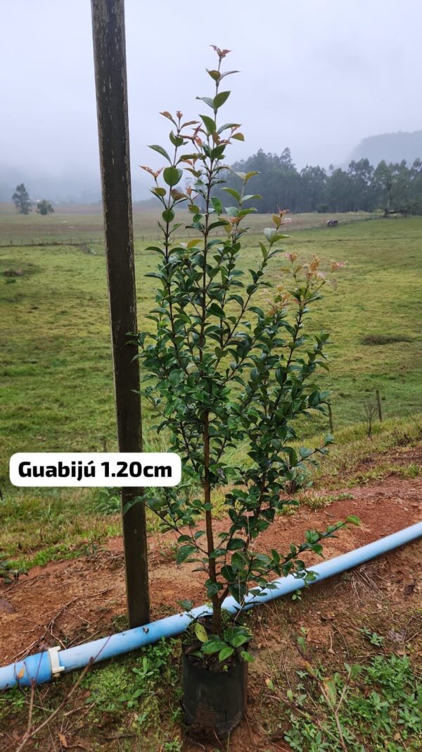 GUABIJÚ