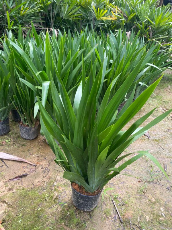 Iris azul