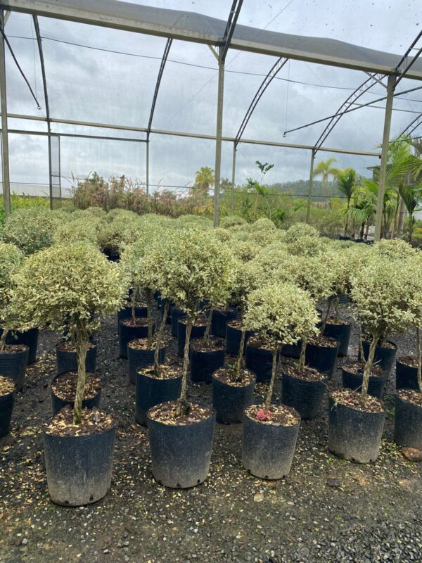 Legustre Trabalhado Bola