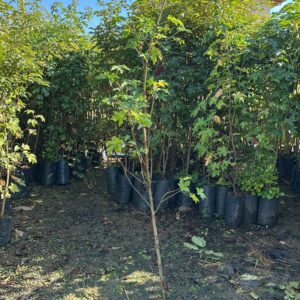 Liquidambar 1,30