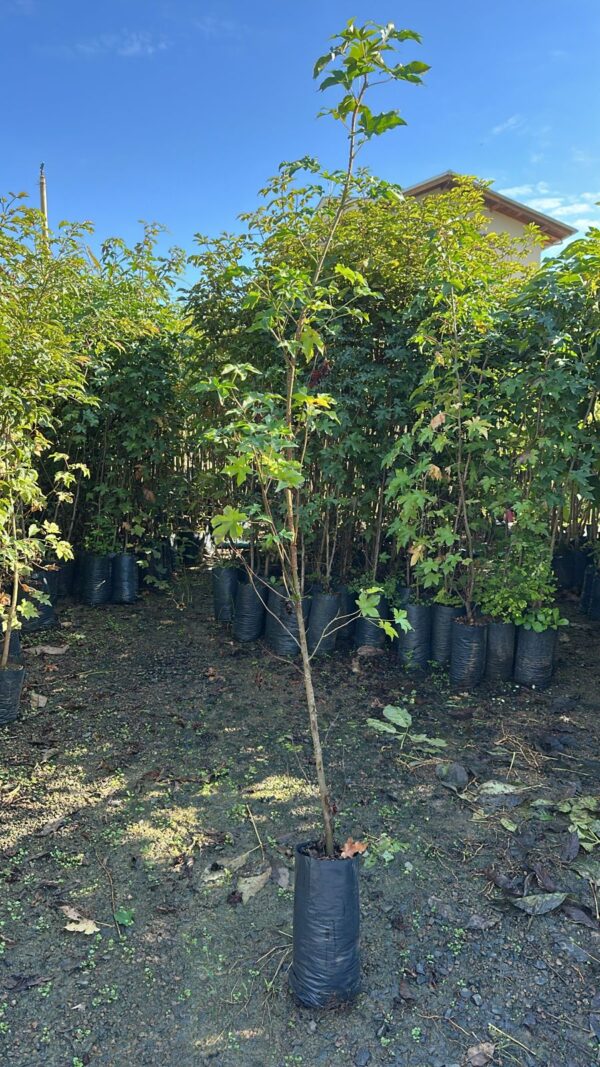 Liquidambar 1,30
