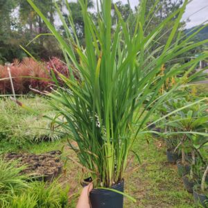 Liriopes verde vaso 1 LT