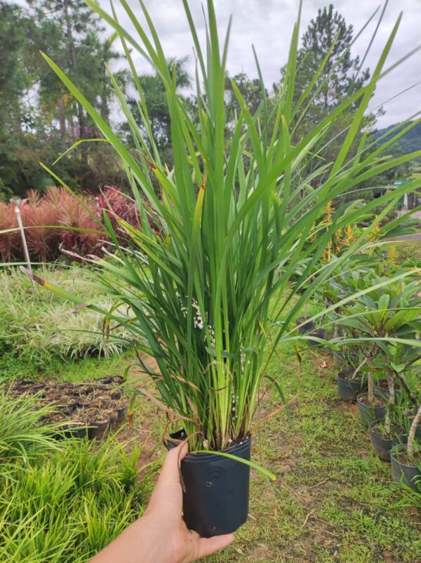 Liriopes verde vaso 1 LT