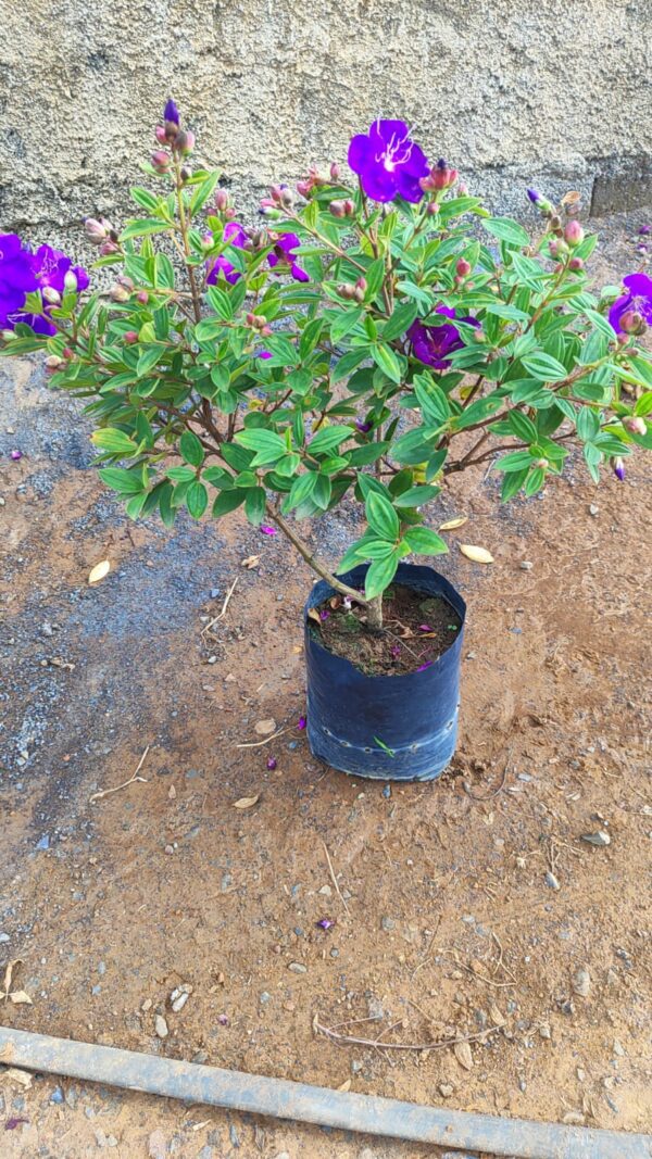 Manacá Roxo
