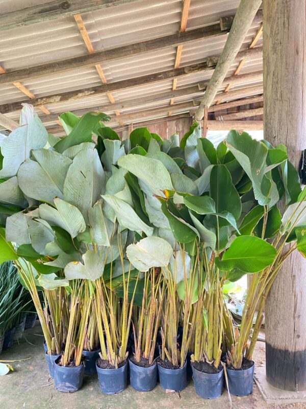 Maranta charuto 1,70 MT CURADA