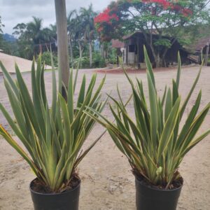 Mini Formio Variegata