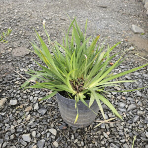 Mini moreia