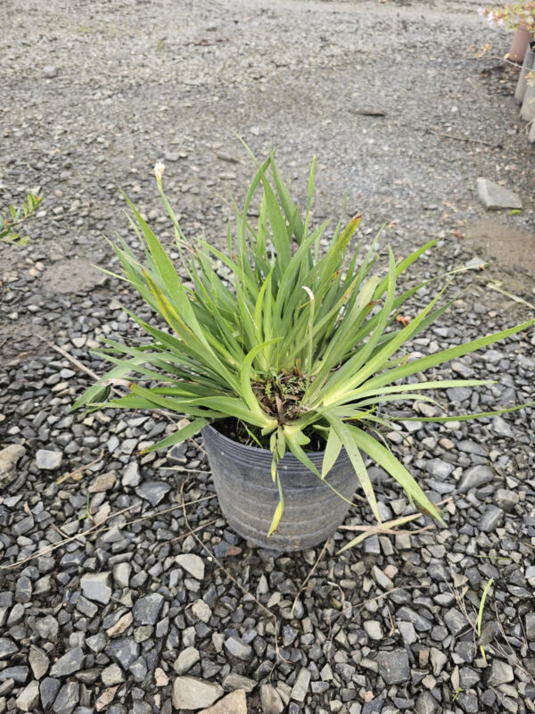 Mini moreia