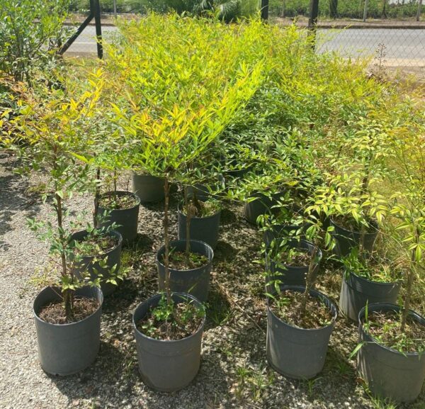 Nandina 0,70cm