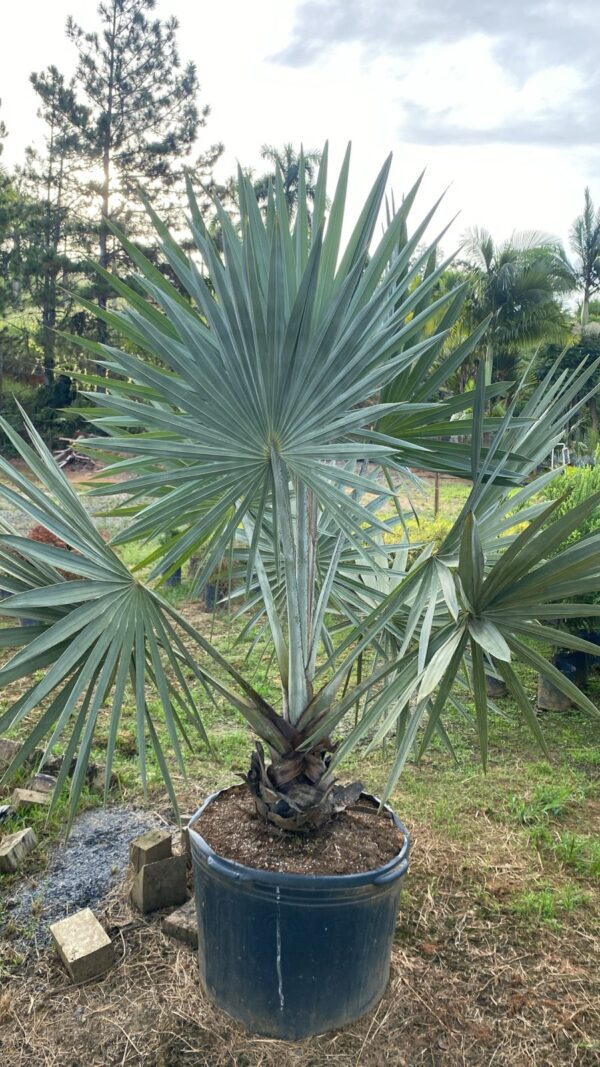 Palmeira Azul