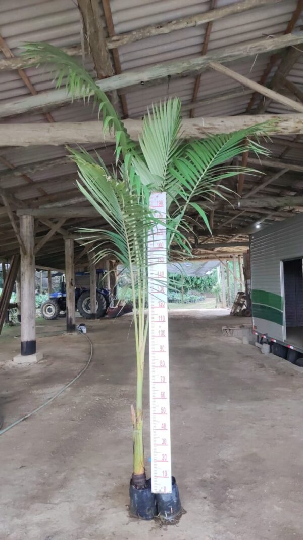 Palmeira Real 2,50 metros