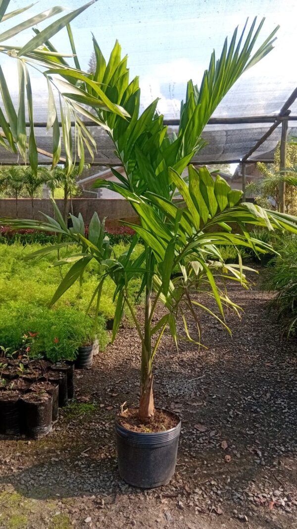 Palmeira Solitária Elegans 1,80 a 2 metros Curada R$ 120,00