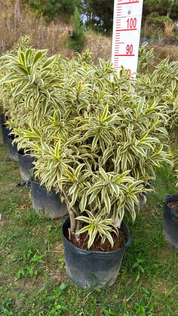 Pleomele variegata CURADA 1MT