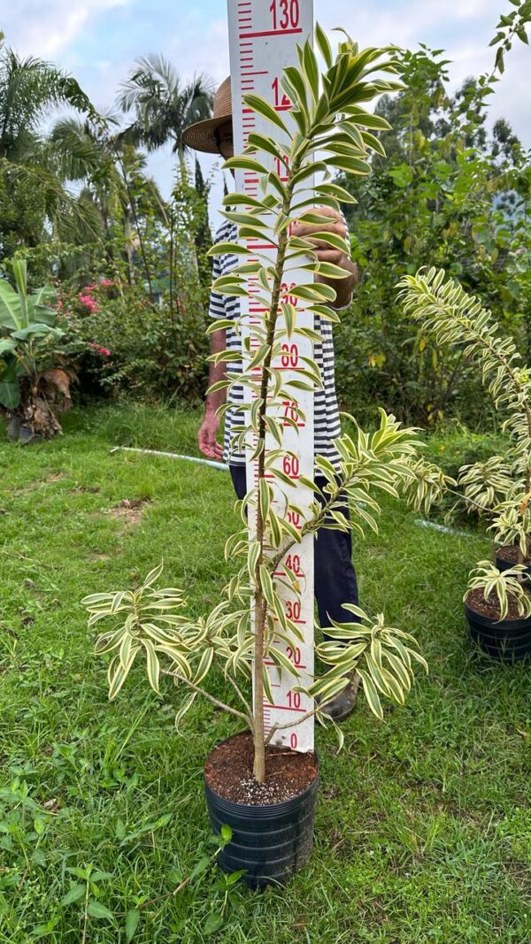 Pleomelie variegata CURADA 1,10 a 1,30 MT