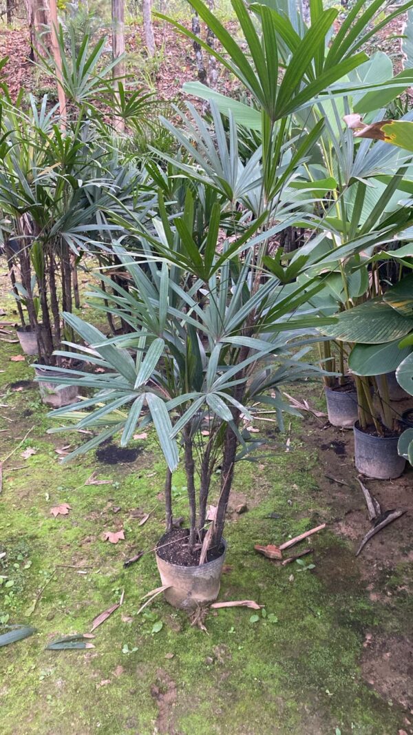 Palmeira Ráfia 5pontas