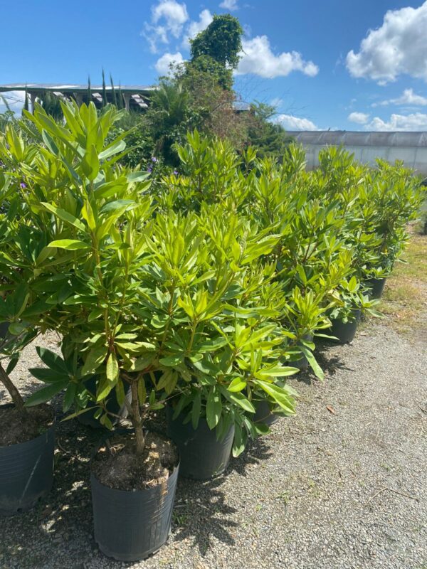 Rododendro 0,80 cm