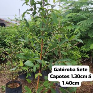 GABIROBA SETE CAPOTAS